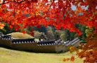 Điểm đến mà du khách không thể bỏ qua ngắm Mùa thu Lá đỏ tại Hàn Quốc